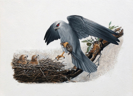 Black-shouldered Kite - (not dated) Johan Hoekstra Wildlife Art