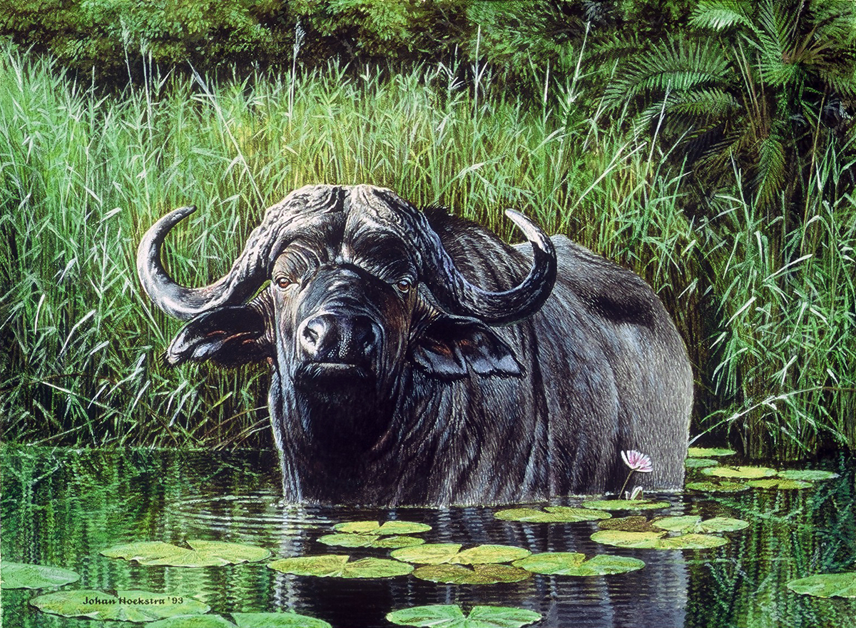 Buffalo Bathing - 1993 Johan Hoekstra Wildlife Art.