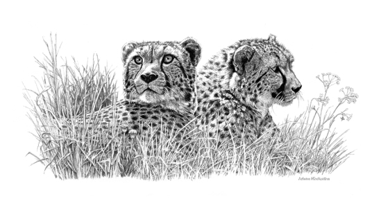 Cheetah Pair pencils - (not dated) Johan Hoekstra Available Prints (signed)