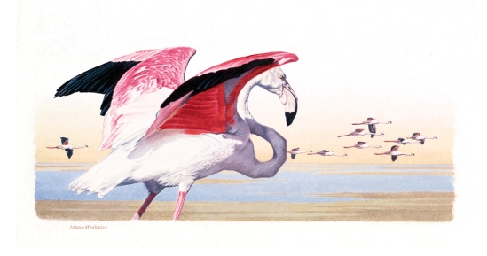 Greater Flamingo (not dated) Johan Hoekstra Wildlife Art (A3 Signed Print)