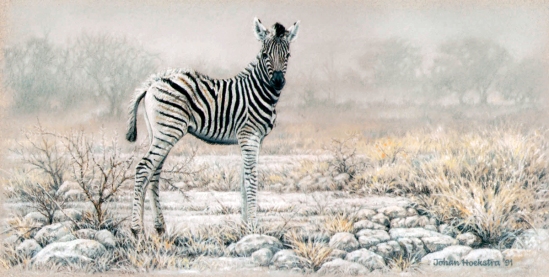 Juvenile Zebra - 1991 Johan Hoekstra Wildlife Art