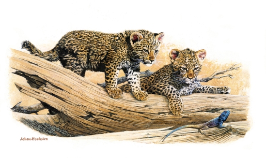 Leopard Cubs and Blue-headed Agama - (not dated) Johan Hoekstra Available Prints (signed)