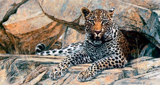 Leopard Portrait - 1991 Johan Hoekstra Wildlife Art - back catalogue - Early Years