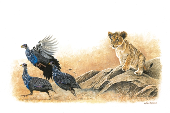 Lion Cub with Vulturine Guinea-fowl (not dated) Johan Hoekstra Available Prints (signed)