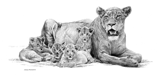 Lioness and Cubs pencils (not dated) - Johan Hoekstra Wildlife Art