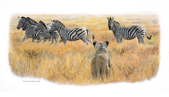 Lioness and Zebras (assessing the hunt) 1998 - Johan Hoekstra Available Prints (signed)