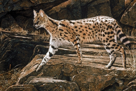 Serval - 1998 Johan Hoekstra Wildlife Art (Available Originals - Pastels)