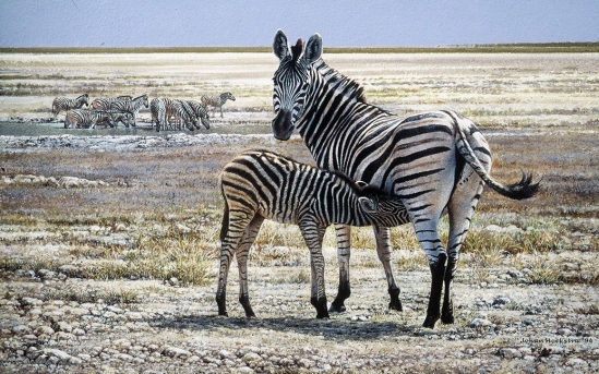 Zebra and Calf - 1994 Johan Hoekstra Wildlife Art