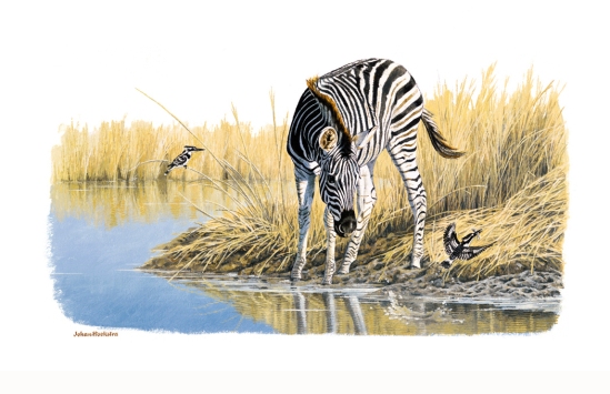 Zebra Foal and Pied Kingfishers (not dated) Johan Hoekstra Available Prints (signed)
