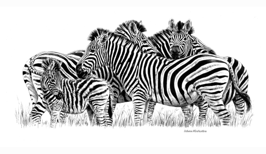 Zebra Herd pencils (not dated) - Johan Hoekstra Wildlife Art