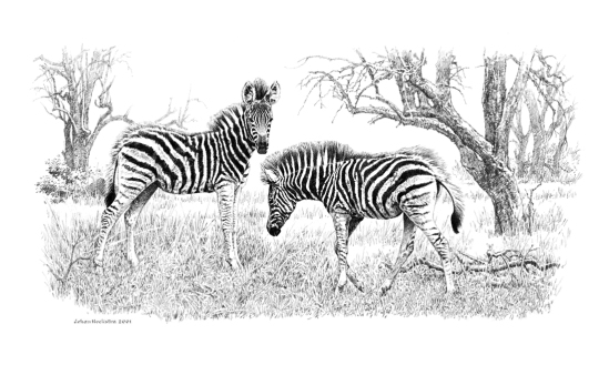Zebra Juveniles - 2001 Johan Hoekstra Wildlife Art