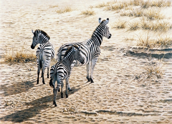 Zebras from Above - (not dated) Johan Hoekstra Wildlife Art