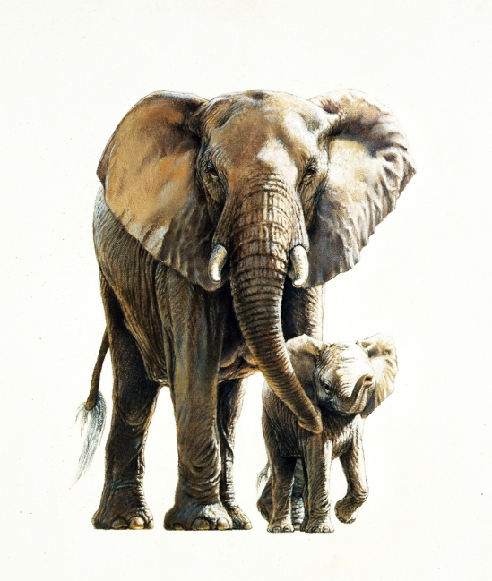 Elephant and Calf (early study) Johan Hoekstra Wildlife Art