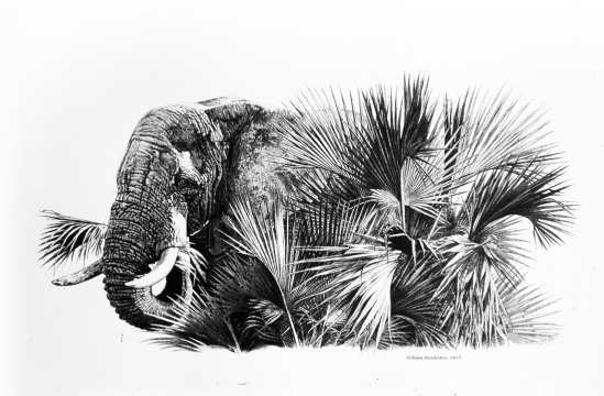 Elephant and Lala Palms pencils - 1997 Johan Hoekstra Wildlife Art