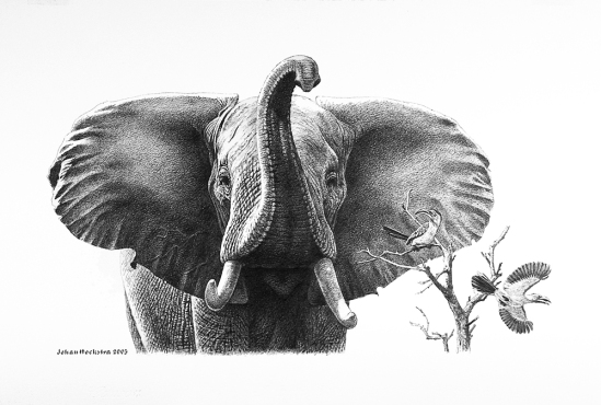 Elephant Bull and Hornbills - 2005 Johan Hoekstra Available Originals - Pencils