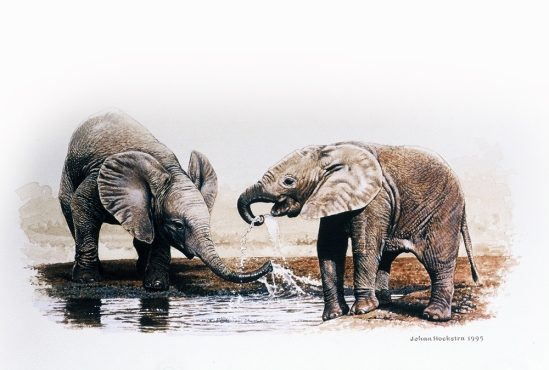 Elephant Calves Drinking - 1995 Johan Hoekstra Wildlife Art