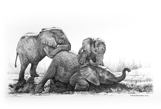 Elephant Calves Playing pencils - 2005 Johan Hoekstra Wildlife Art
