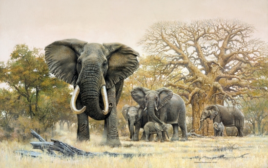 Elephant Herd and Baobab Trees - 1997 Johan Hoekstra Available Prints (signed)