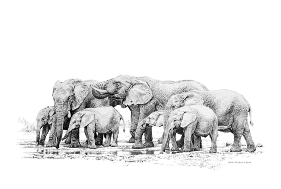 Elephant Herd Pencils - 2000 Johan Hoekstra Wildlife Art
