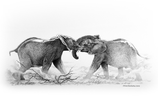 Juvenile Elephants Tussling - 2003 Johan Hoekstra Available Originals - Pencils
