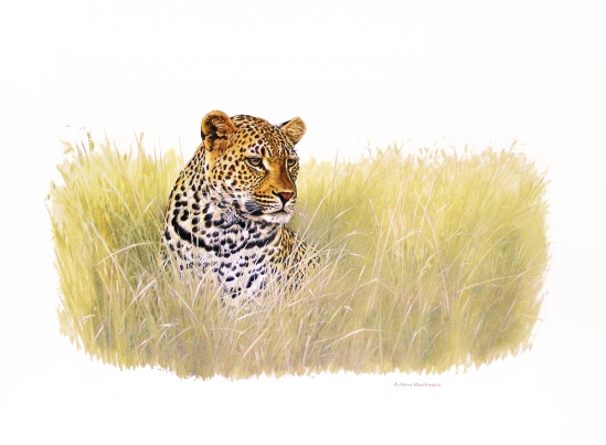 Leopard in Grass - (not dated) Johan Hoekstra Wildlife Art (Available Print - Limited Stock)