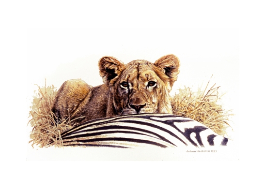 Lion Juvenile and Zebra Kill - 1995 Johan Hoekstra Wildlife Art